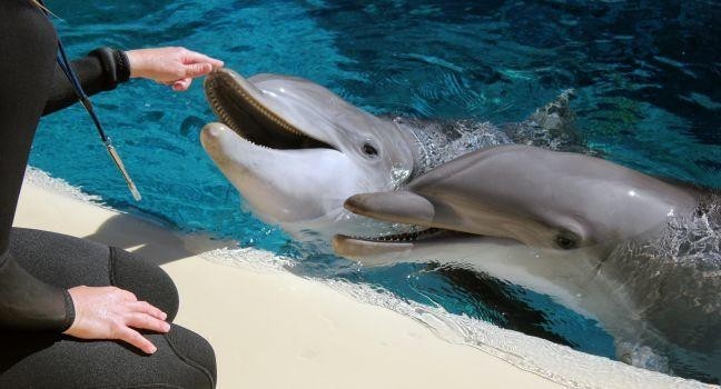 The Secret Garden and Dolphin Habitat, located in the Mirage Hotel