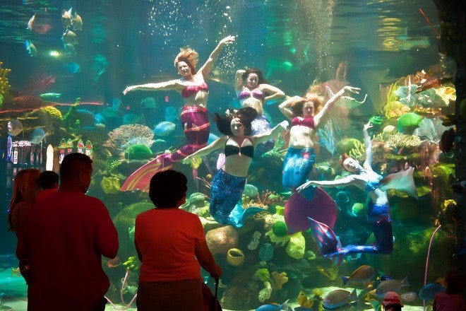 The Aquarium at the Silverton Hotel