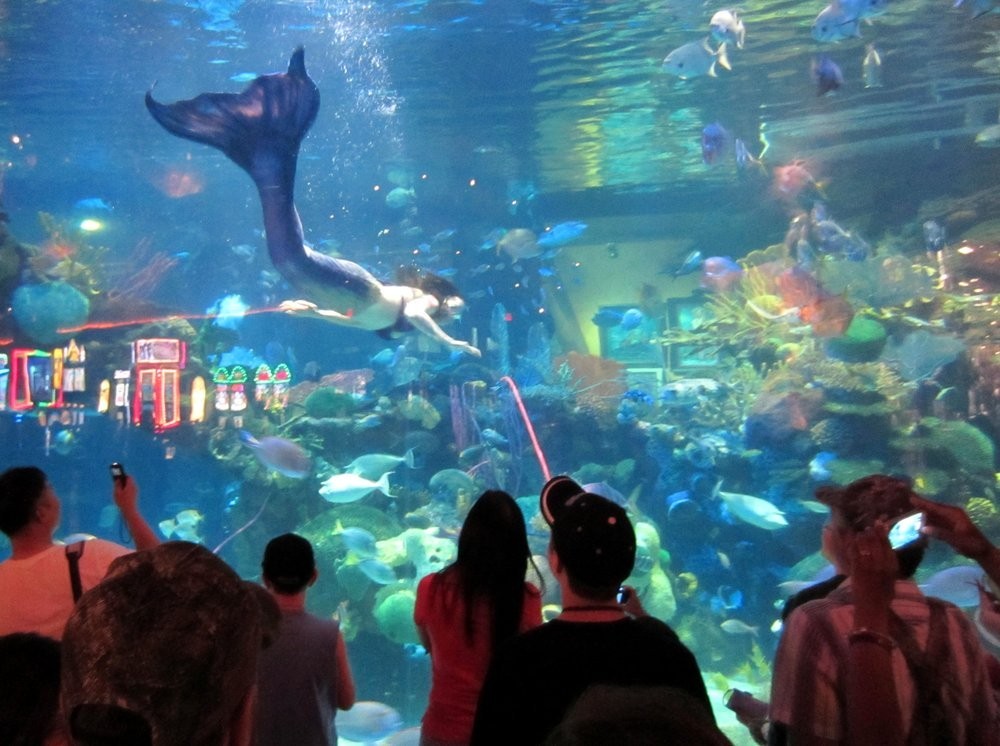 The Aquarium at Silverton Hotel
