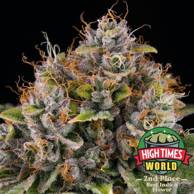 Casino Kush