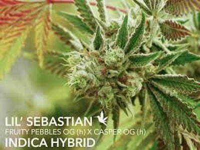 Lil’ Sebastian