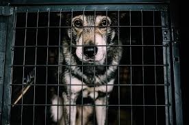 Someone shot your dog? No problem!