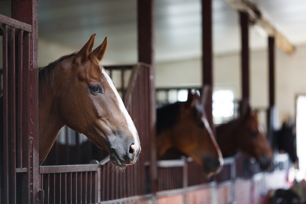 Visit the Mt Charleston Riding Stables