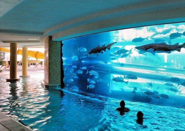 The Tank at The Golden Nugget