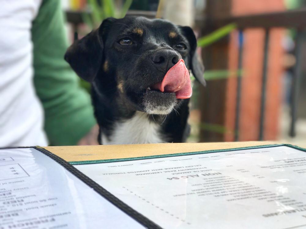 Lazy Dog Restaurant and Bar