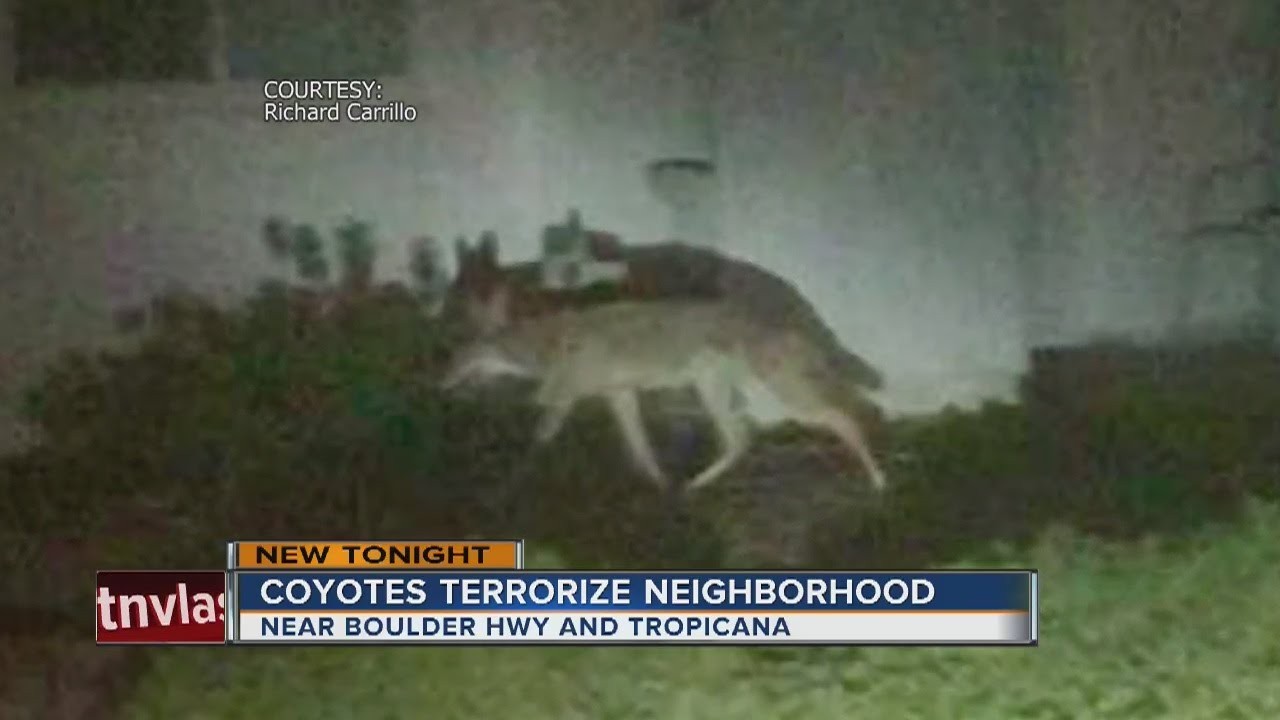 The wilder Vegas: Wild animals that can be spotted near the city